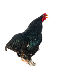 brahma chicken in studio