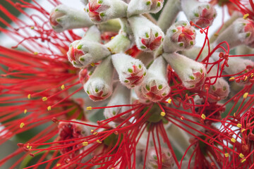 Close-up view of a red Pohutukawa flower bud. The flowering tree is native to New Zealand and as it flowers over the summer Christmas period, it is commonly referred to as the NZ Christmas tree.
