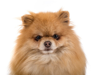 Fototapeta premium pomeranian in studio