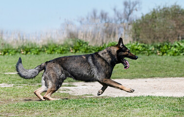 training of german shepherd