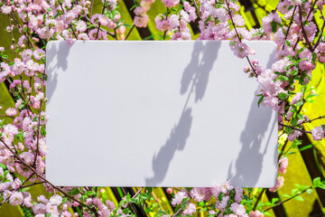Paper blank between flowering almond branches in blossom. Pink flowers as a frame.
