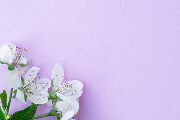 Fototapeta na wymiar Violet paper blank and flowers of cherry tree on it.