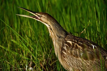 American Bittern in grass