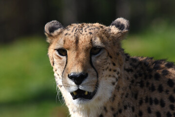 Gepard schaut in Kamera