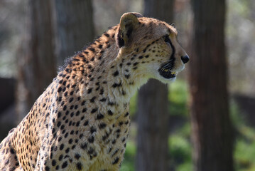junger Gepard © R+R