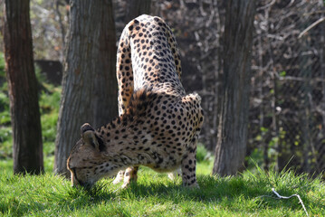 junger Gepard © R+R