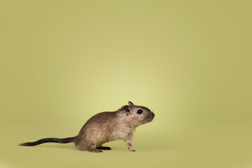 Dark brown Gerbil, standing side ways. Looking curious away from camera. Isolated on a green background.