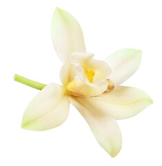 Fototapeta na wymiar Tender vanilla flower isolated on white background. File contains clipping path.