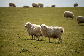 Obraz premium welsh mountain sheep in grazing pasture