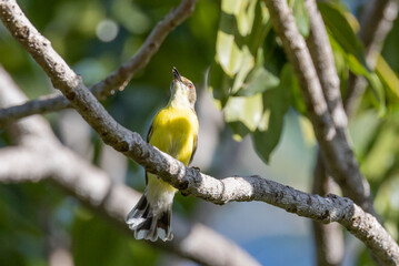 White-throated Gerygone in Queensland Australia