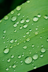 Droplets on iris leaf.