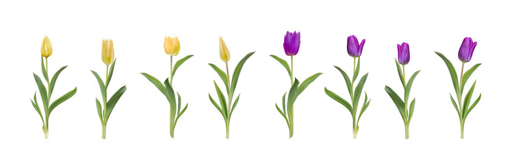 Fototapeta na wymiar Yellow and purple tulips realistic 3d big vector illustration set. Colourful tulips with leaves isolated on white. Women day 8 march spring symbol. Bouquet fresh shiny tulips 