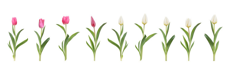 Fototapeta na wymiar Pink and white tulips realistic 3d big vector illustration set. Colourful tulips with leaves isolated on white. Women day 8 march spring symbol. Bouquet fresh shiny tulips 