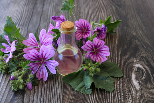 Mallow (Malva sylvestris) on the table and oil in a bottle