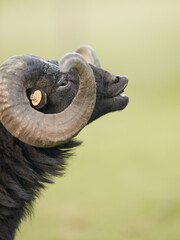 Close up of male ouessant sheep flehmen response