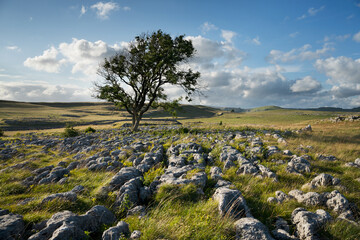 Lonely tree in limestone pavement in Yorkshire Dales National Park