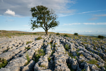 Lonely tree in limestone pavement in Yorkshire Dales National Park