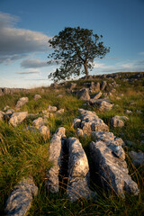Lonely tree in limestone pavement in Yorkshire Dales National Park