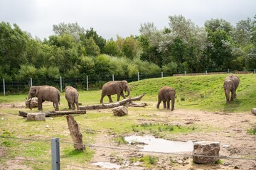 Elephants in Zoo