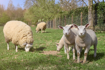 Naklejka na ściany i meble White Flemish sheep and lambs in the meadow in Spring time