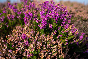 Bloooming Heather