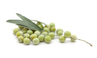 Branch of wild olives.