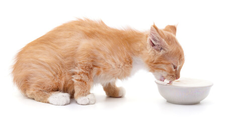 Red kitten and sour cream.