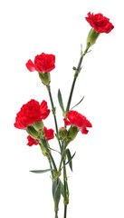 Bouquet of red carnations.