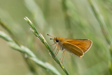 Motyl karłątek kniejnik na źdźble trawy