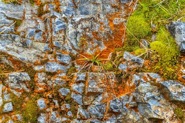 Moss in autumn at the mountain