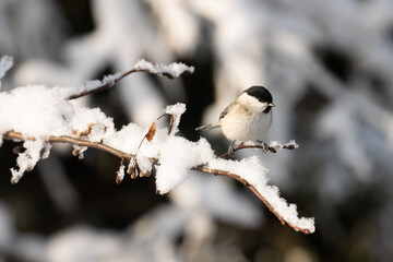 A small Marsh tit perched on a snowy twig on a sunny winter day in Estonia, Europe