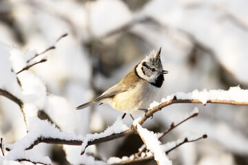 A small passerine European Crested tit, Lophophanes cristatus perched on a snowy twig during a...