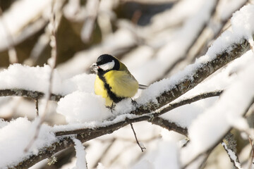 A small Great tit eating snow on a branch in wintry boreal forest