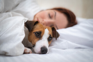 Jack Russell Terrier dog sleeps wrapped in a blanket next to his owner.