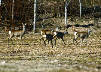 a white-tailed deer herd in the field on a spring morning