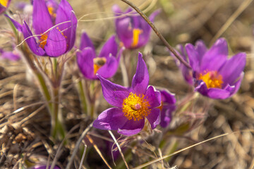 The first flowers (pasqueflower) on the Guberlinsky mountains. Orenburg region, Southern Urals, Russia.