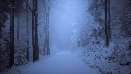 There is something magical about the blue hour in the wintry Black Forest