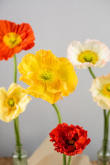 Mohnblumen in verschiedenen Farben