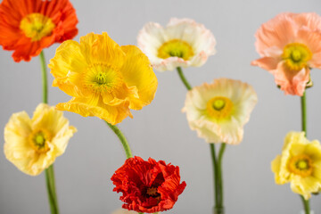 Naklejka premium Mohnblumen in verschiedenen Farben