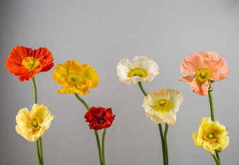 Mohnblumen in verschiedenen Farben