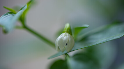 Flower of a flowering lettuce plant.