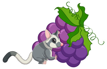 Sugar glider eating grapes