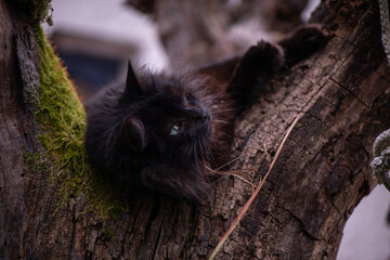 Close up of a long haired black cat with green eyes on a tree