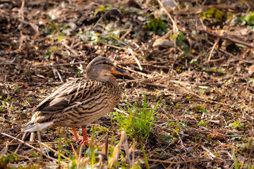 weibliche Stockente  (anas platyrhynchos)