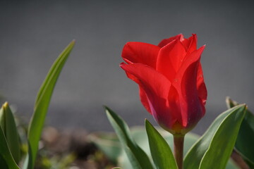 Rote Tulpe im Gegenlicht im Frühling mit neutralem grauen Hintergrund, Muttertag