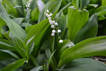 Белый ландыш на зеленом фоне листьев. Весенние цветы. White lily of the valley on a green background of leaves. Spring flowers.