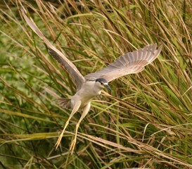 Black Crowned Night Heron flight of fancy 