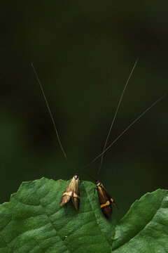 Two Cauchas fibulella moths resting on a leaf. It is a day-active moth of the Adelidae family.