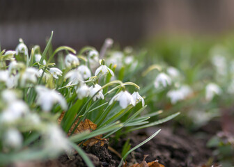 landscape with the first fragments of spring flowers and contours in the garden on a fuzzy background of green grass, spring