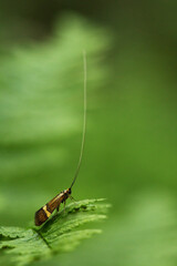 Cauchas fibulella resting on a leaf. It is a day-active moth of the Adelidae family.